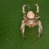 Krizak obecny  - Araneus diadematus 6151a